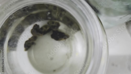 Silkworm excrement fermenting in water inside a glass bottle. Top down view of a scientific experiment for traditional medicine research