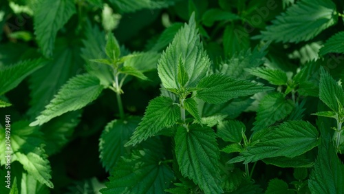 Bild auf Leinwand Vibrant green stinging nettle plants growing in nature.