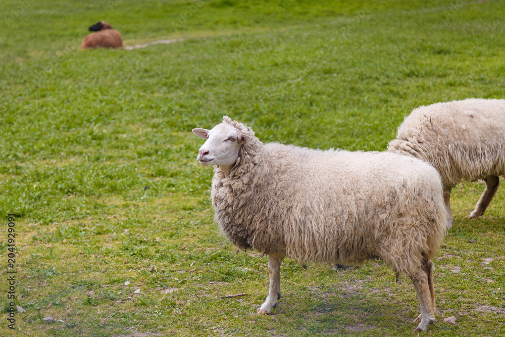 Obraz premium Beautiful white sheep on green grass background in national park or animal reserve