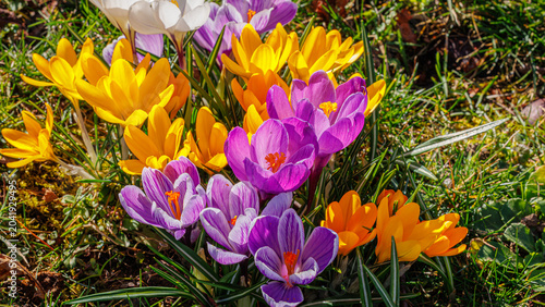 Schilderij op canvas Spring background with violet Crocus flowers in park