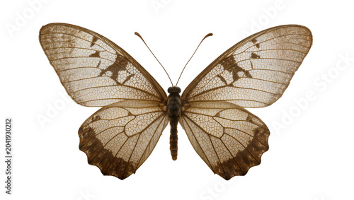 Bild auf Leinwand Brown butterfly with wings and dark veins