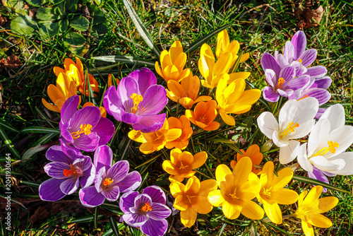 Fotografija Spring background with violet Crocus flowers in park
