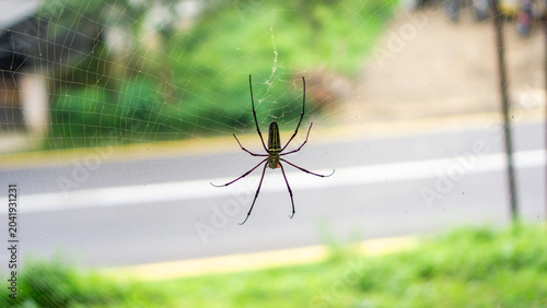 Bild auf Leinwand Close-up of spider on web with blurred natural background