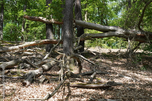 Wilde Waldlandschaft mit umgestürzten Bäumen und dichtem Totholz auf sonnigem Waldboden