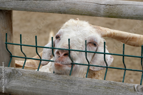 Close-up of a white goat peeking through a wooden fence and wire barrier on a rural farm.