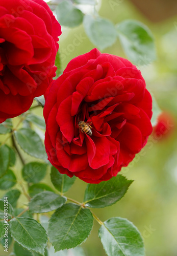 Red Rose Blossom with Honey Bee Pollinating Flower in Garden. Close-up of a honey bee collecting nectar from a vibrant red rose blossom surrounded by fresh green leaves.