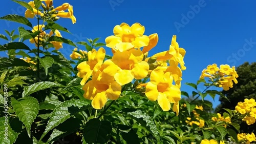 Bright Yellow Trumpet Flowers Blossoming in the Sunlight Against a Clear Blue Sky on a Sunny Day
