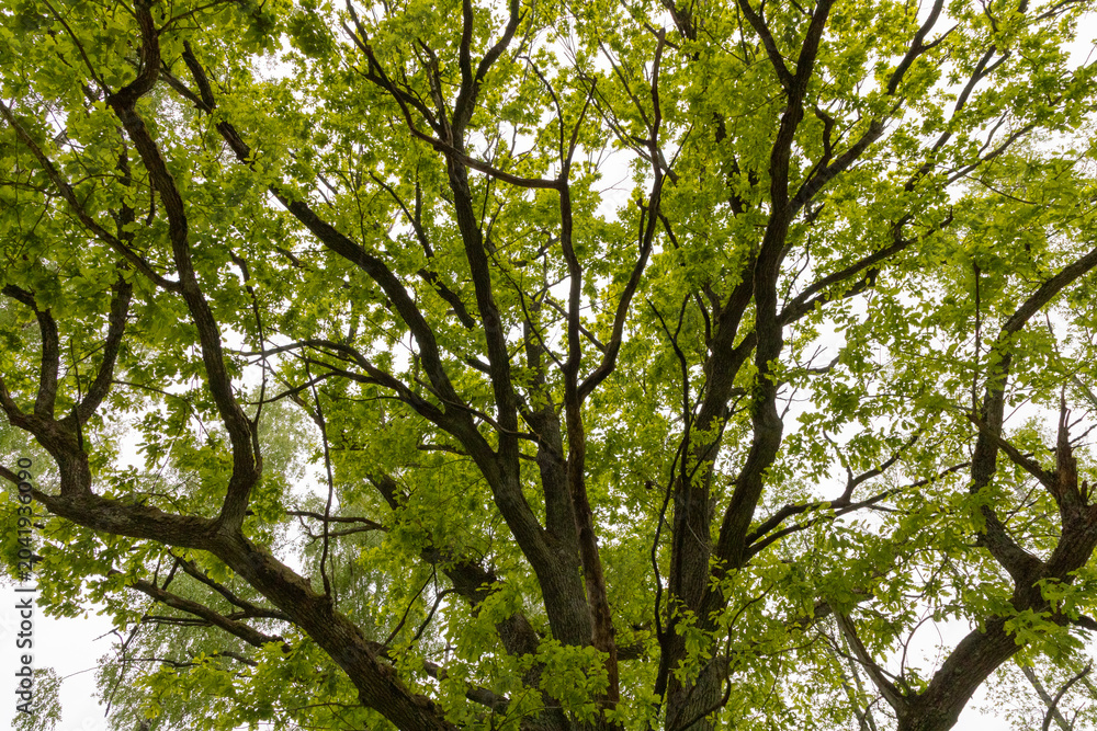 Fototapeta premium Looking Up Through a Green Oak Canopy: Sunlit Branches and Lush Leaves in a Woodland Park