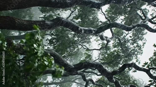 Rain falling through a tree canopy in a forest, atmospheric view of branches, leaves, and wet nature