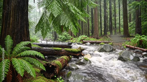 Rainy forest stream flowing through redwood trees with lush ferns and moss covered logs