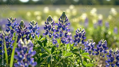 Lush field of Texas bluebonnets bathed in sunlight, vibrant wildflowers blooming in spring, peaceful and serene nature scene