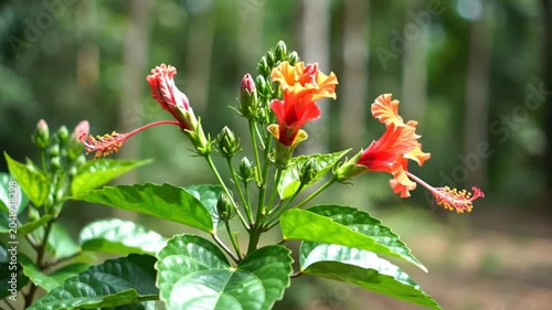 Close-up view of vibrant red and orange hibiscus flowers blossoming in a tropical garden with green foliage