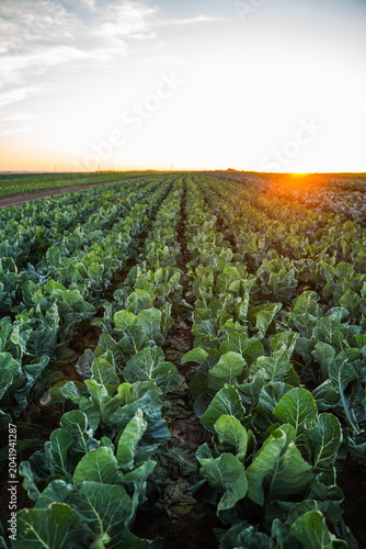 Fotografie Cabbage crops growing in farm field during sunset, organic agriculture for healt