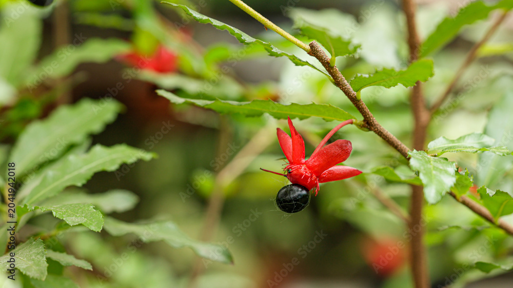 Αυτοκόλλητο Close up Micky Mouse flower Plant or carnival ochna or Ochna serrulata in bright