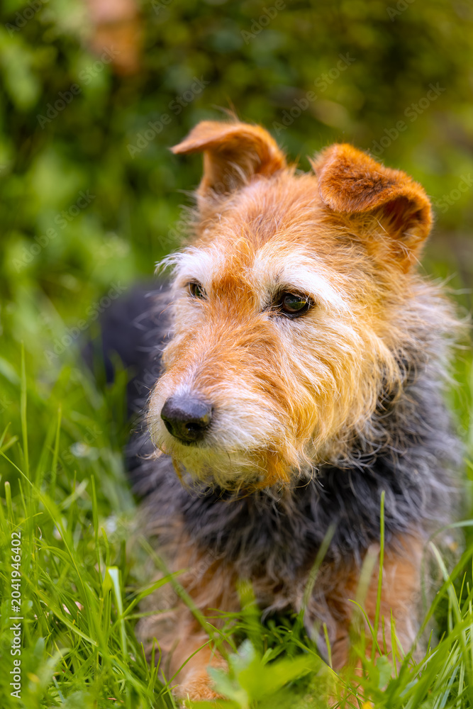 Naklejka premium Portrait of an older female Welsh Terrier mix in a garden with a blurred natural background. A sweet dog with a loyal expression and a curly coat of brown, beige, white, and black.