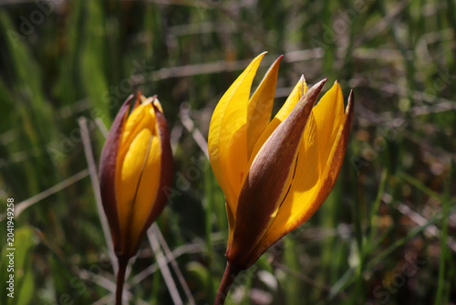 Foto yellow tulips that grow naturally in nature