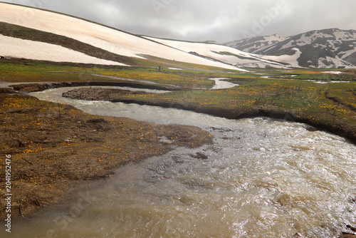 Crocuses blooming in spring, snowy mountains, meandering river