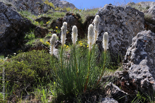 asphodeline taurica flowering at wil, steppe