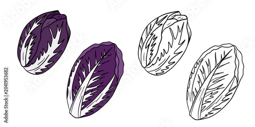 Hand-drawn illustration red cabbage in color and black white outline. Whole red cabbage, cabbage leaves, and natural organic textures. Purple and green tones, outline kids coloring pages and education