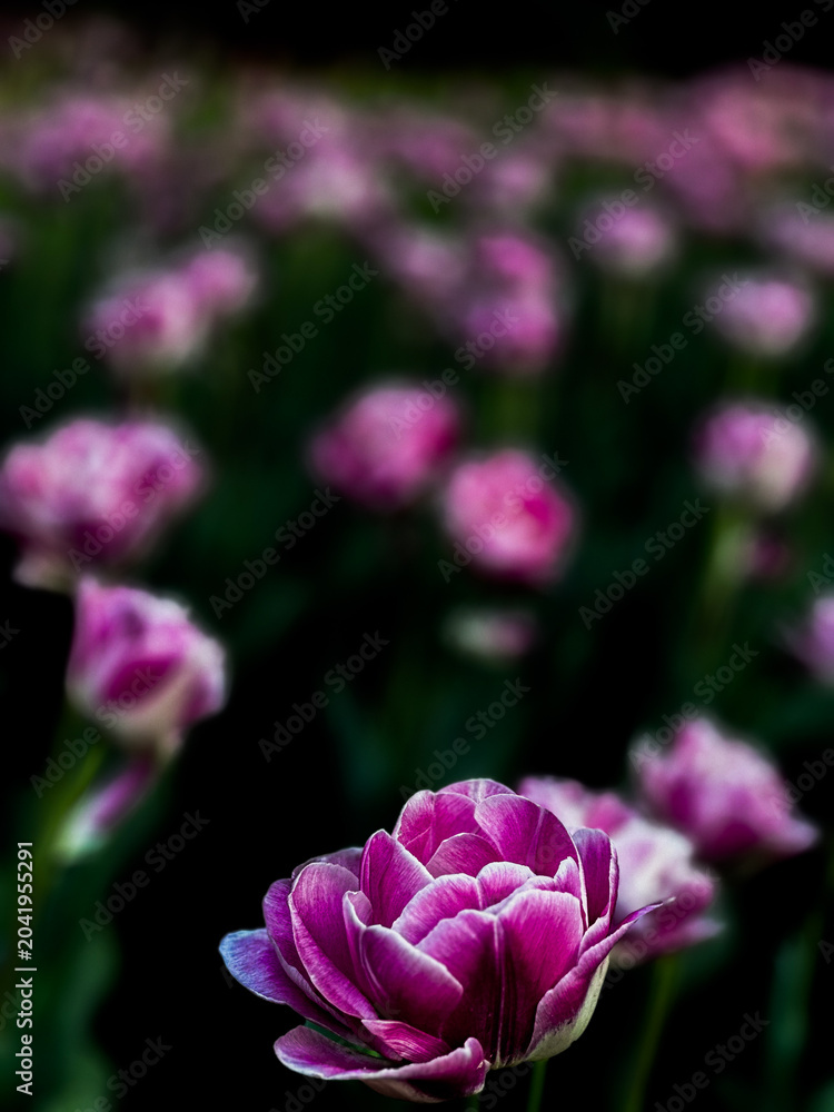 Obraz premium Pink Bloom in Soft Focus
