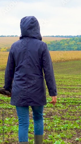 A woman walks her dog in a field after a thunderstorm. Girl with staffordshire terrier in nature on a cloudy day. The concept of freedom, happiness, friendship, nature. Vertical, vertical video.
