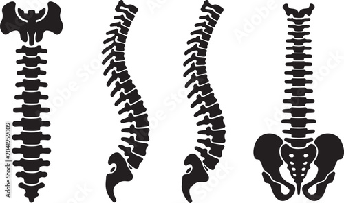 Tableau sur toile Human spine and pelvis medical illustration