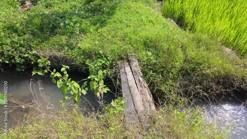 A wooden bridge gently covered by lush green vegetation over a calm waterway reflecting sunlight while surrounded by rice paddies