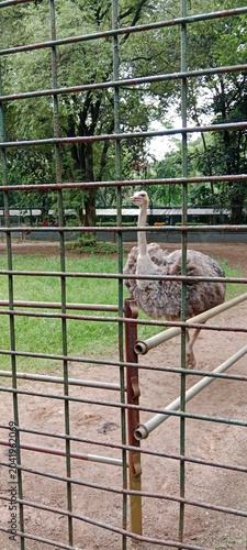 bird in cage