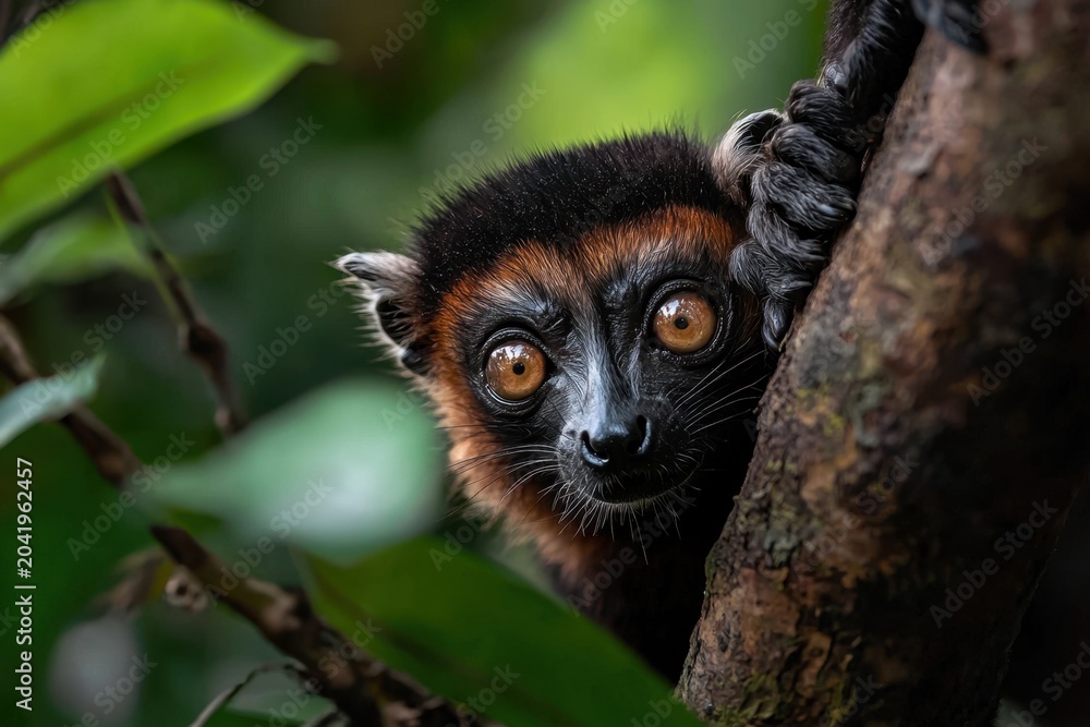 Naklejka premium Curious lemur peeking from tree in tropical forest, alert wildlife portrait with bright eye and lush green leaf background