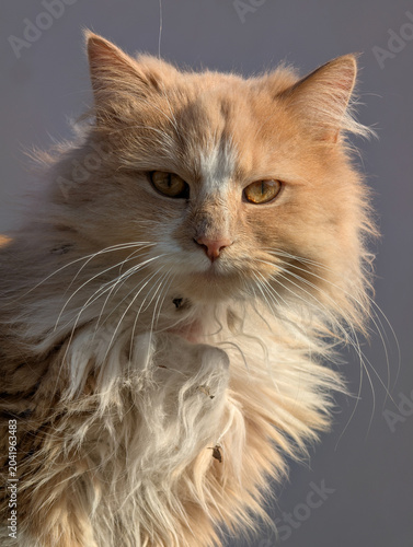 A close-up portrait of a fluffy ginger and white cat with yellow-green eyes staring intently at the viewer.