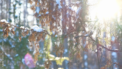 Real photo. Frozen iced branches of tree against sun during sunny winter day. Macro close up view of branch covered by snow in a snowy forest. Plants in the wood at frosty weather. Nature landscape