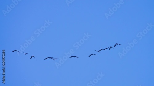 A flock of tropic birds (like pelicans) flies in the blue sky. Thailand