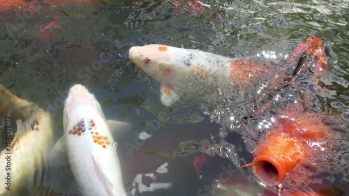 Colorful koi carp swimming and feeding in a pond