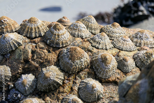 Barnacles clinging to rocks on the coast during the afternoon