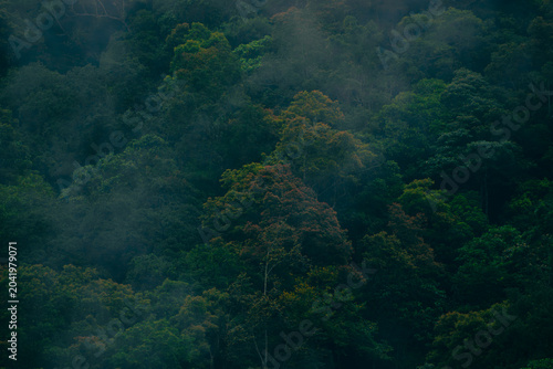 fog in the forest