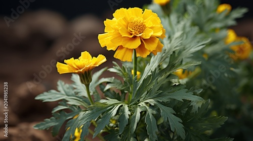 A close-up of vibrant yellow flowers growing in a garden bed