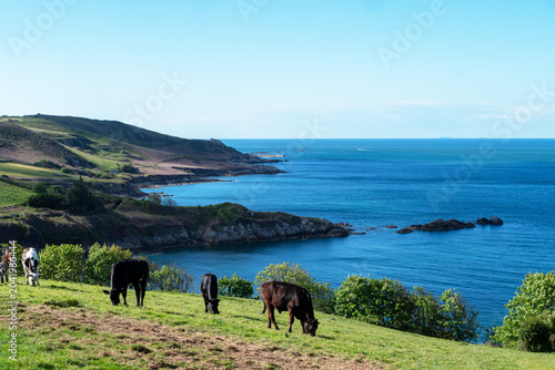 Pasture with grazing bovines beside rocky coastline under bright sky, Cotentin, Normandy, France