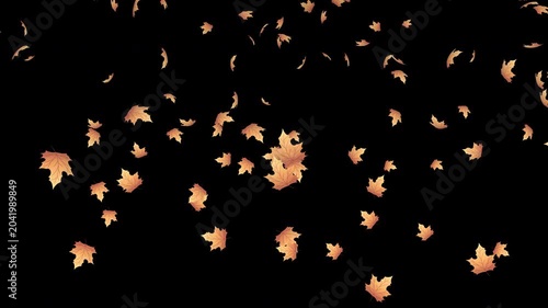 Falling autumn leaves animation. Autumn leaves fall animation. Autumn maple leaves falling on background. Autumn leaves. Motion nature scene. Transparent background with alpha channel