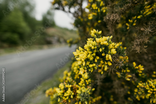 Foto Close-up of blooming common gorse beside a quiet road in Wicklow National Park, Ireland