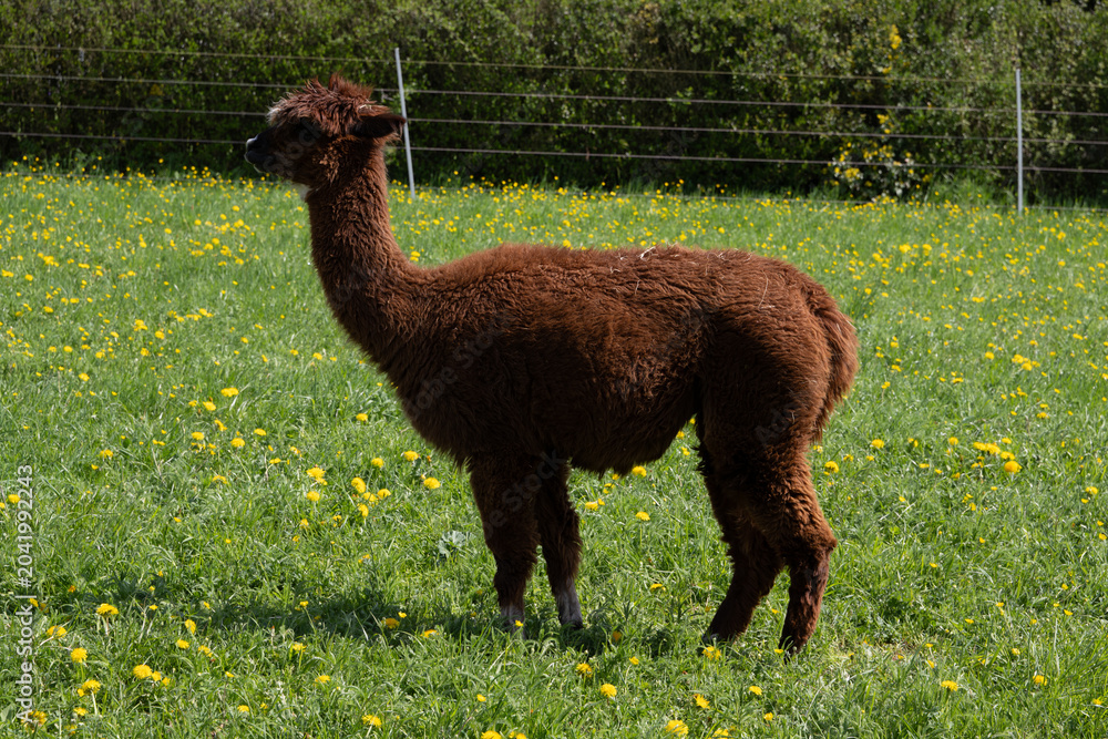 Fototapeta premium alpaka tier natur lama
