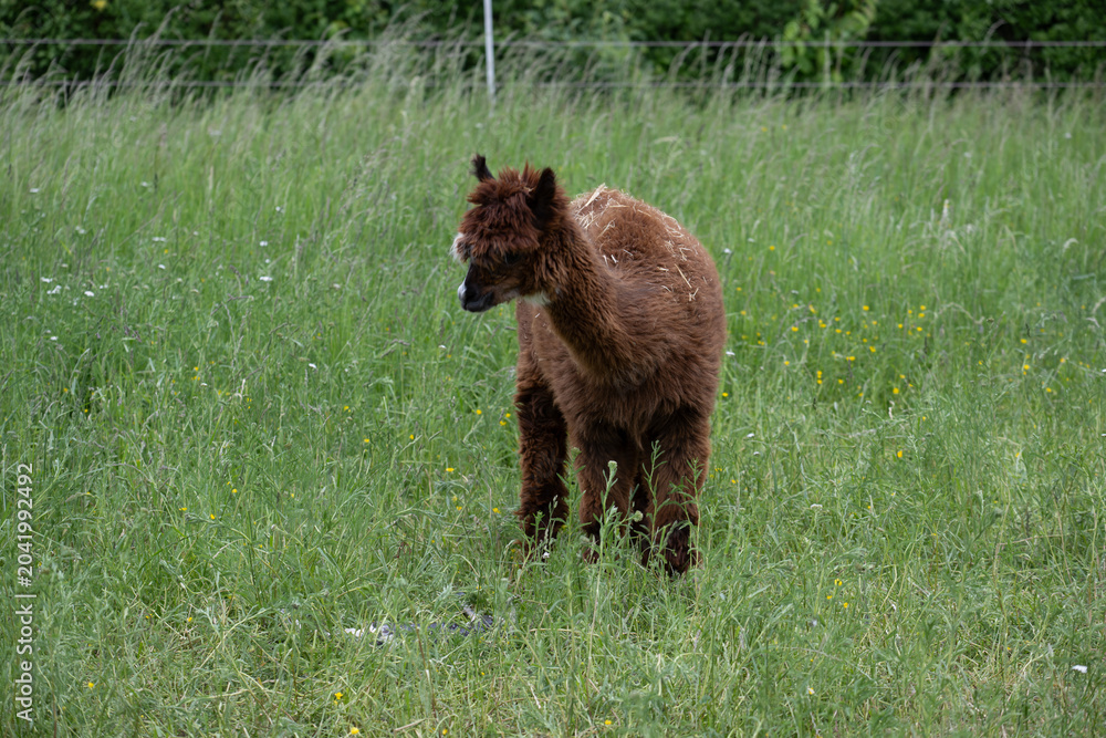 Naklejka premium alpaka tier natur lama