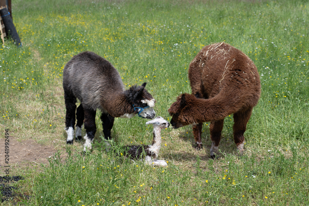 Fototapeta premium alpaka tier natur lama familie
