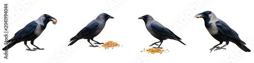 Foto House Crow Bird Collection Isolated on White Background - Crows Eating Food Set