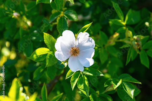 Cuadro en lienzo White wild rose blossom on leafy green shrub in sunlight