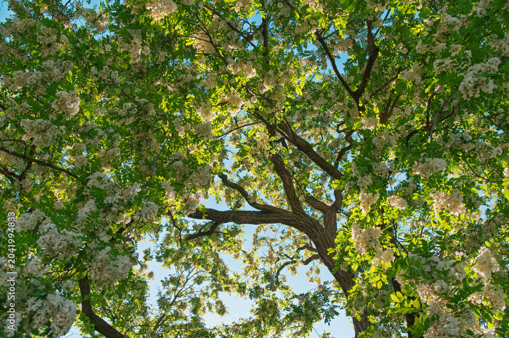 Fototapeta premium Flowering tree canopy with sunlight filtering through branches. Robinia pseudoacacia, Black locust