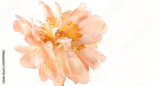 Peony flower isolated on white background. One Coral Charm peony cutout elegant design. Beautiful blooming one pastel color peony flower head, bud, close up, macro shot, stamens, petals 