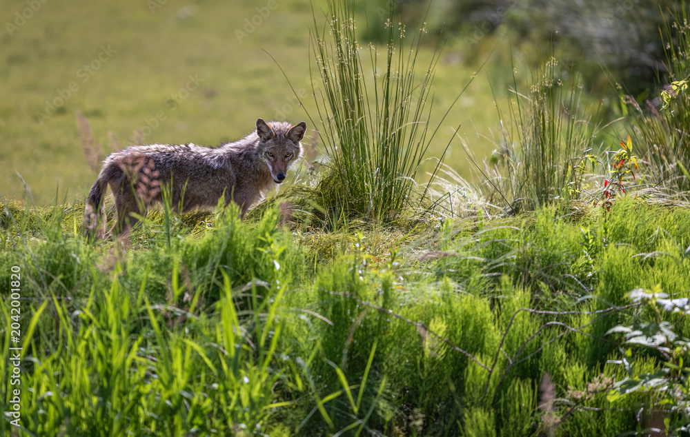 Naklejka premium Wild Coyote hunting in grassland habitat in North America on a sunny day