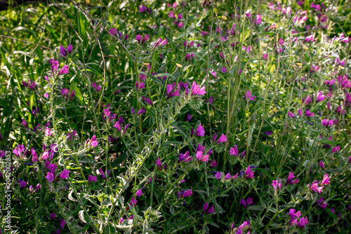 pink and violet flowers in nature, with green beautiful blur background in summer, spring