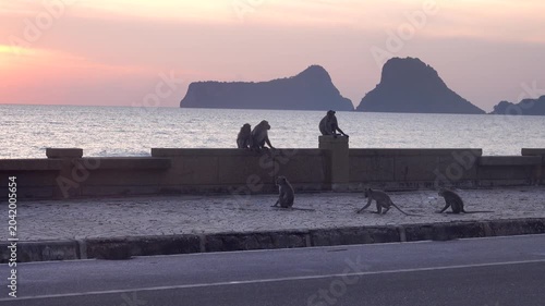 long-tailed macaque (Macaca fascicularis) on the Andaman Sea embankment at sunset and beautiful high mountains, Thailand
