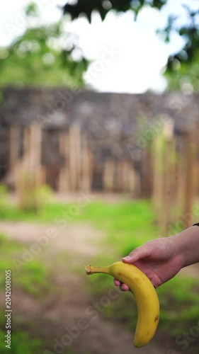 Hand holding ripe yellow banana outdoors. Natural lifestyle food photography. Healthy eating and fresh fruit concept. Design for poster, banner, card, postcard. Close up shot with copy space